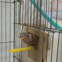 فنچ گلوبریده حنایی روبان نارنجی|پرنده|شیراز, رازی|دیوار