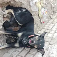 واگذاری توله نژاددار