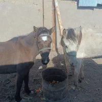 اسب مادیان خزر .