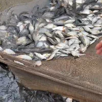 بچه ماهی|ماهی|رشت, حمیدیان|دیوار