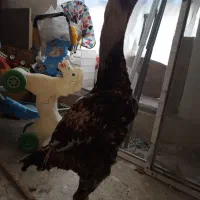 تخم مرغ لاری