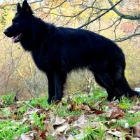 ژرمن بلک شولاین نر