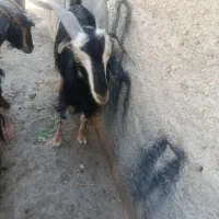 فروش فوری بره وبز به  قیمت مناسب