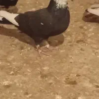 کبوتر پرشی|پرنده|قوچان, |دیوار