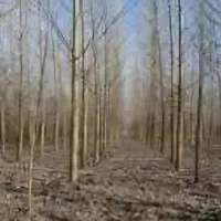 زمین-باغی-با-100-درخت-صنوبر-زیر-قیمت