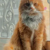 گربه پرشین نرهستش . 2نیم سالشه .