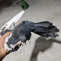 کبوتر دم سیاه ماده