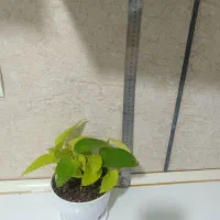 گل.|گل و گیاه طبیعی|مرودشت, مسجد رسول‎|دیوار