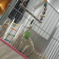 عروس هلندی باهوش سه تا باهم