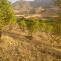 ۲۰۰۰متر باغ ((معاوضه))|فروش زمین و ملک کلنگی|دینور, |دیوار