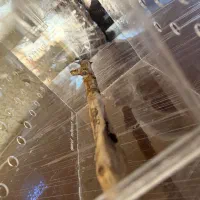 قفس شیشه ای سفارشی ساخت پرنده