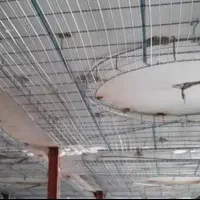 جوشکار رابیتس