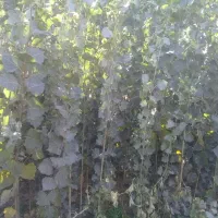 فروش نهال صنوبر|گل و گیاه طبیعی|مشگین شهر, |دیوار