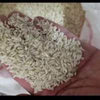 برنج عنبربو(اَلوان)