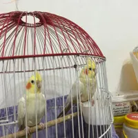 ۴ عدد طوطی عروس جوجه ۲ ماهه ودوتا سفید|پرنده|رشت, بلوار گیلان|دیوار