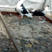 چند عدد کبوتر ارزش داره|پرنده|ماهدشت, |دیوار