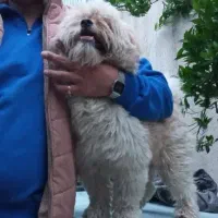 دوعدد سگ تریر نر پشمالو