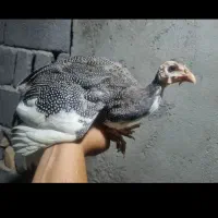 3تا مرغ شاخدار 4 ماهه معاوضه با قناری یا سهره|پرنده|گنبد کاووس, |دیوار