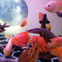 ماهی‌ ایل تایگر ویجا گار|ماهی|سنندج, |دیوار