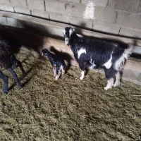 یک عدد بز و بزغاله شکم دومشو بز زاییده|حیوانات مزرعه|رباط‌کریم, رباط‌کریم|دیوار