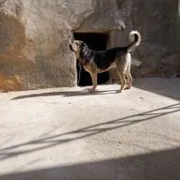 سگ پژدر