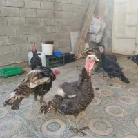 فروش بوقلمون|حیوانات مزرعه|بندر ماهشهر, |دیوار