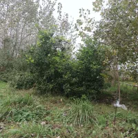 ۲۶۰ متر زمین