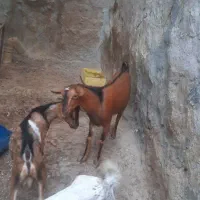 دو عددنری