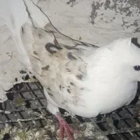 دو عدد کبوتر نر یه دوکت یه سفید دره شهر|پرنده|دره شهر, |دیوار