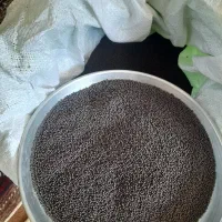 بذر کلزا رقم تراپر دستی|خدمات باغبانی و درختکاری|گنبد کاووس, |دیوار