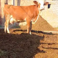 گاو با گوساله قرمز شکم دوم شیر ۲۲ کیلو