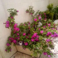 خدمات نظافتی در پردیس، بومهن،رودهن