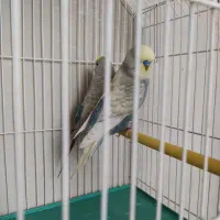 فروش مرغ عشق|پرنده|خرمدره, |دیوار