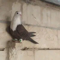 کبوتردرسایت کبوتر|پرنده|شیراز, پودنک|دیوار