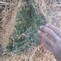 یونجه خشک امسال