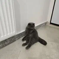 گربه اسکاتیش فولد۱ ساله هردو نر وارداتی از روسیه