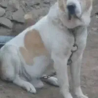 سگ گمشده