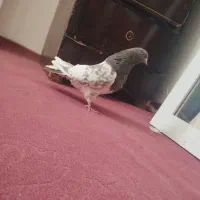 کبوتر پرواز اویناخ