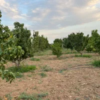 باغ میوه گلابی و هلو