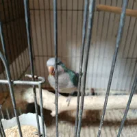 راهب مولد|پرنده|بومهن, |دیوار