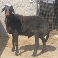 قوچ غزل افشار