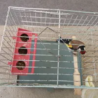 سهره|پرنده|همدان, |دیوار