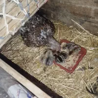 مرغ گلین وجوجه|حیوانات مزرعه|کارزان, |دیوار