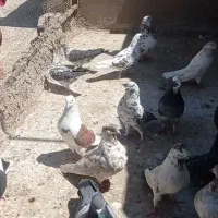 کفتر بصورت یکجا
