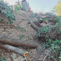 چووب چوب|خدمات باغبانی و درختکاری|قره چای, |دیوار