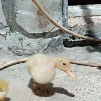 جوجه اردک سرحال