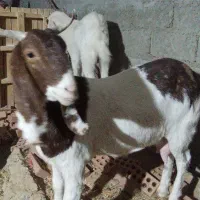 فروشی|حیوانات مزرعه|سراوان, |دیوار