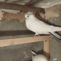 کبوتر نوک سیاه