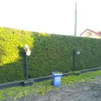 باغبانی و کارواش حیاط و سقف ویلا|خدمات باغبانی و درختکاری|سلمانشهر, |دیوار