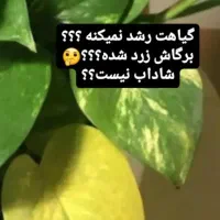 قرص کود گیاهان 120عددی|گل و گیاه طبیعی|رودبار (کرمان), |دیوار